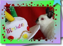 magic birthday bunny